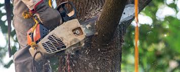 Reliable Manawa, WI Tree Services Solutions